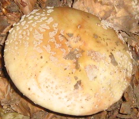 Escursione a Limestre e funghi da identificare